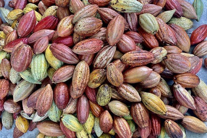 8-Day Around Taiwan Private Tour - Day 6: Cocoa in Pingtung and the Pacific coast