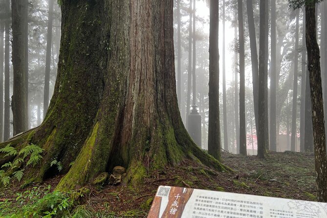 Alishan Day Tour from Chiayi (Incl. Park Entrance) - Why Alishan works well as a day trip from Chiayi