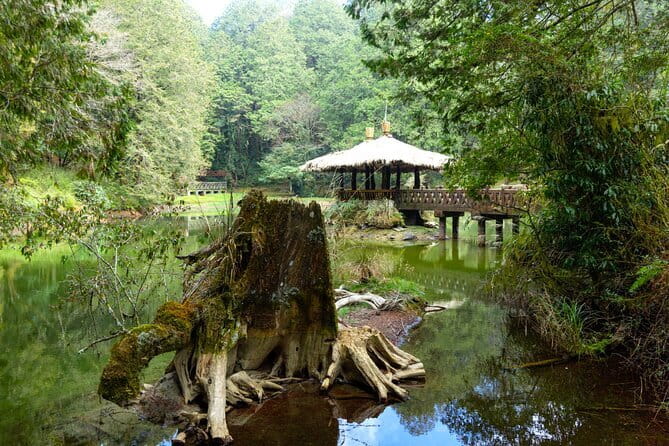Alishan Join In Day Tour from Taichung (Incl. Park Entrance) - Why Alishan Makes A Worthwhile Day Trip
