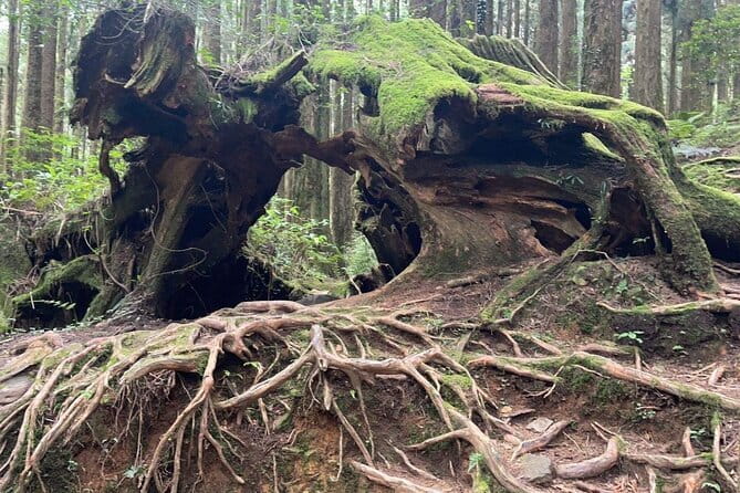 Alishan One Day Tour from Taichung - The 7:30 am start and the long mountain road