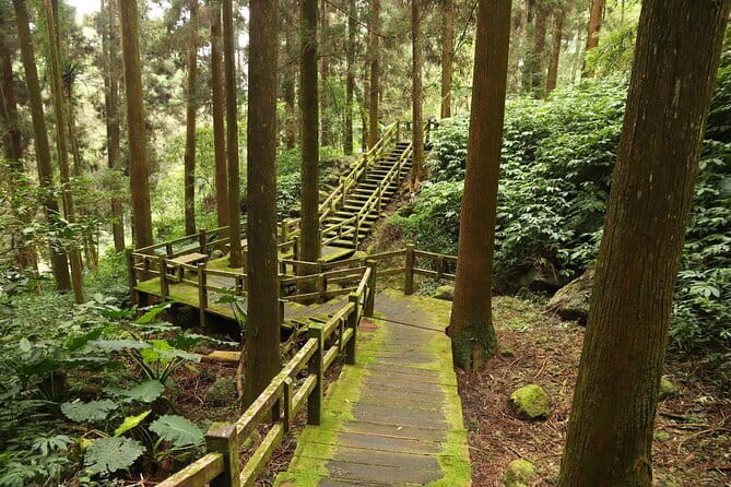 Alishan Private Day Tour from Taichung - Four hours among Alishan’s ancient trees