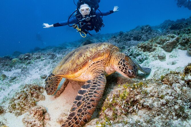 Discover Scuba Diving With Sea Turtles – Xiaoliuqiu, Taiwan - Key points to know before booking