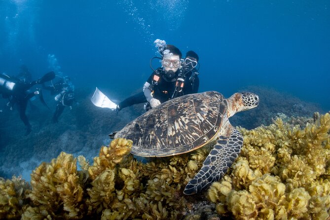 Discover Scuba Diving With Sea Turtles – Xiaoliuqiu, Taiwan - Meeting green sea turtles in their natural setting