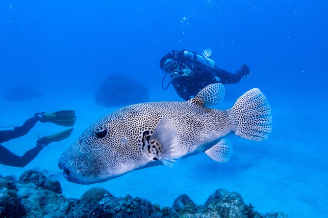 Discover Scuba Diving With Sea Turtles – Xiaoliuqiu, Taiwan - The one-to-one instruction makes a real difference