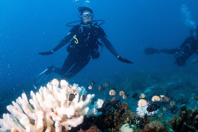 Discover Scuba Diving With Sea Turtles – Xiaoliuqiu, Taiwan - Who will enjoy this most