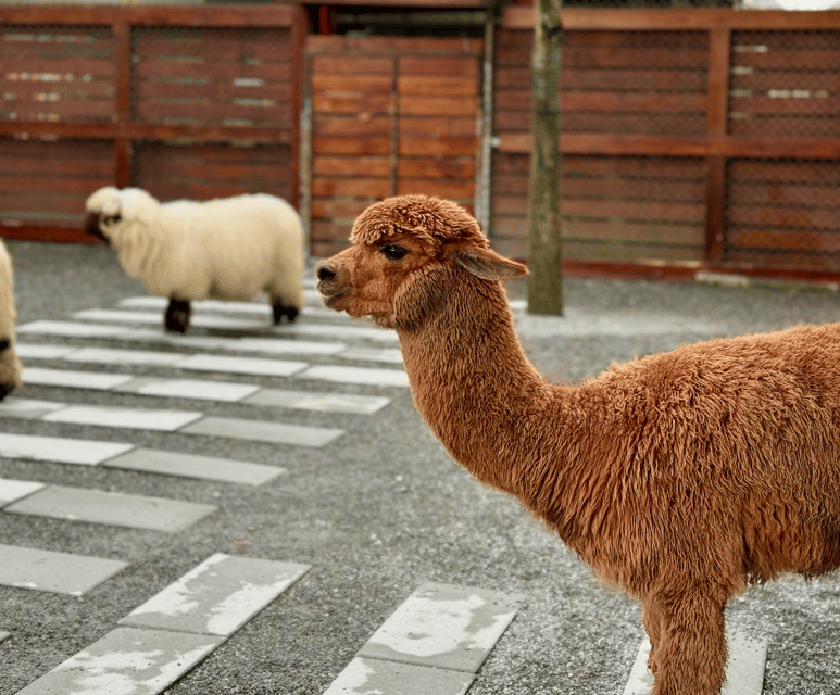 From Taipei: Private Custom Yilan Tour with Local Guide - Zhang Mei Ama’s Farm and rural Yilan