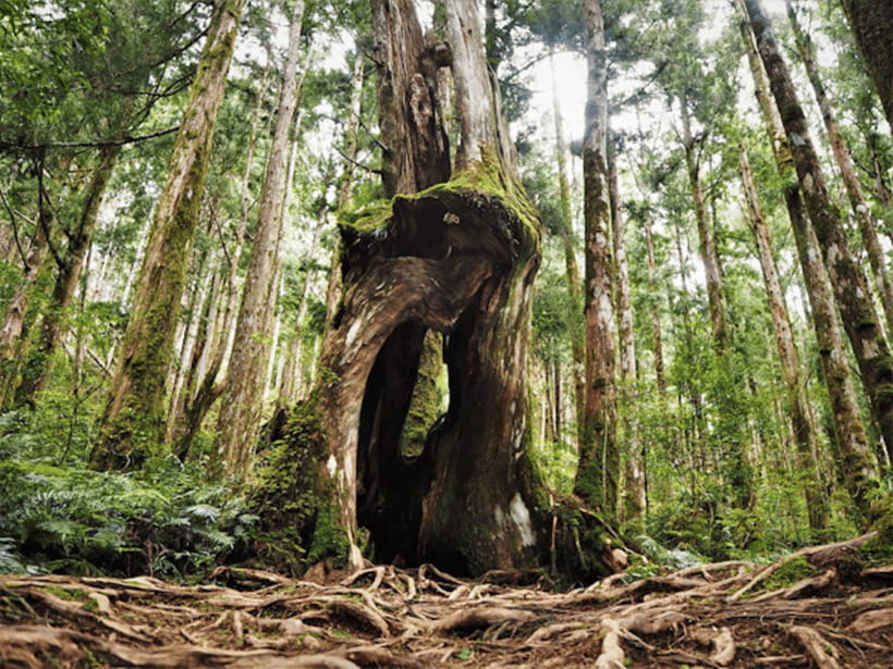 From Taipei: Taipingshan National Forest Private Day Tour - Key points to know before booking