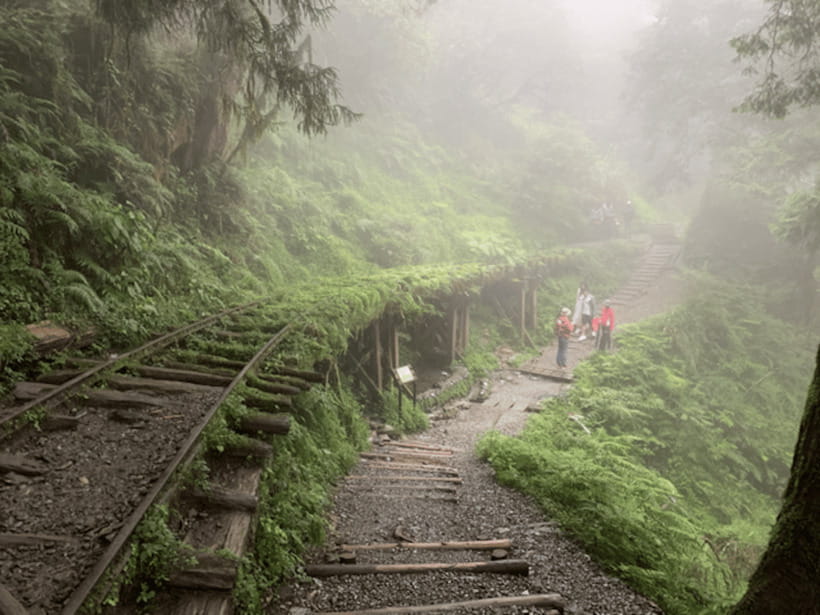 From Taipei: Taipingshan National Forest Private Day Tour - Jianqing Huaigu Trail and the forest’s quiet drama