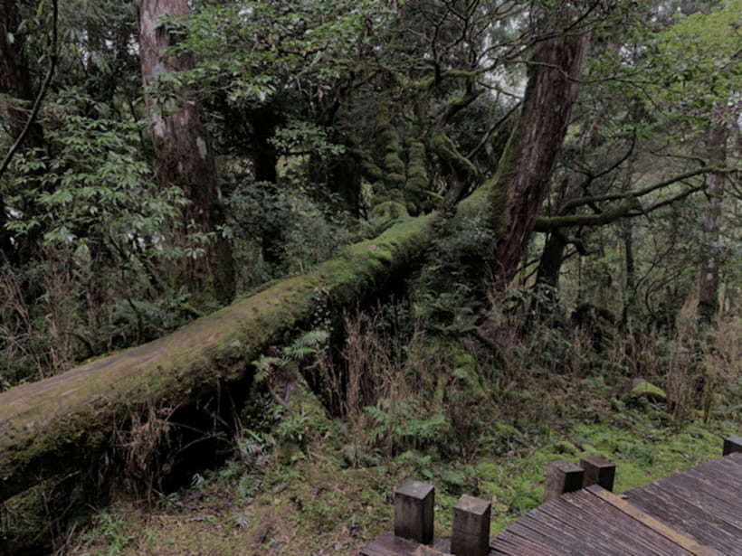 From Taipei: Taipingshan National Forest Private Day Tour - Is $158 per person good value?