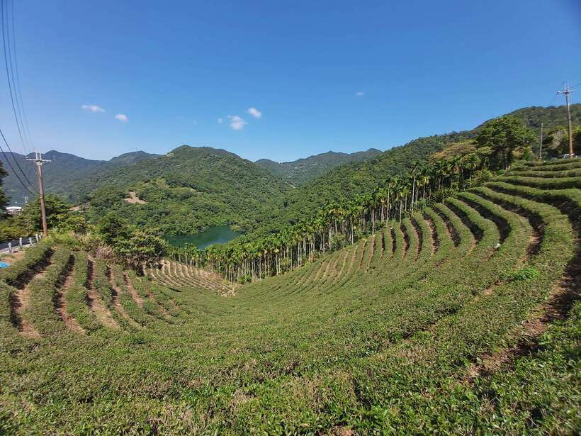 From Taipei: Thousand Island Lake and Pinglin Tea Plantation - The patterned rows at Bagua Tea Garden