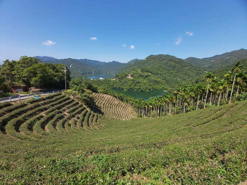 From Taipei: Thousand Island Lake and Pinglin Tea Plantation - Learning to brew tea in Pinglin