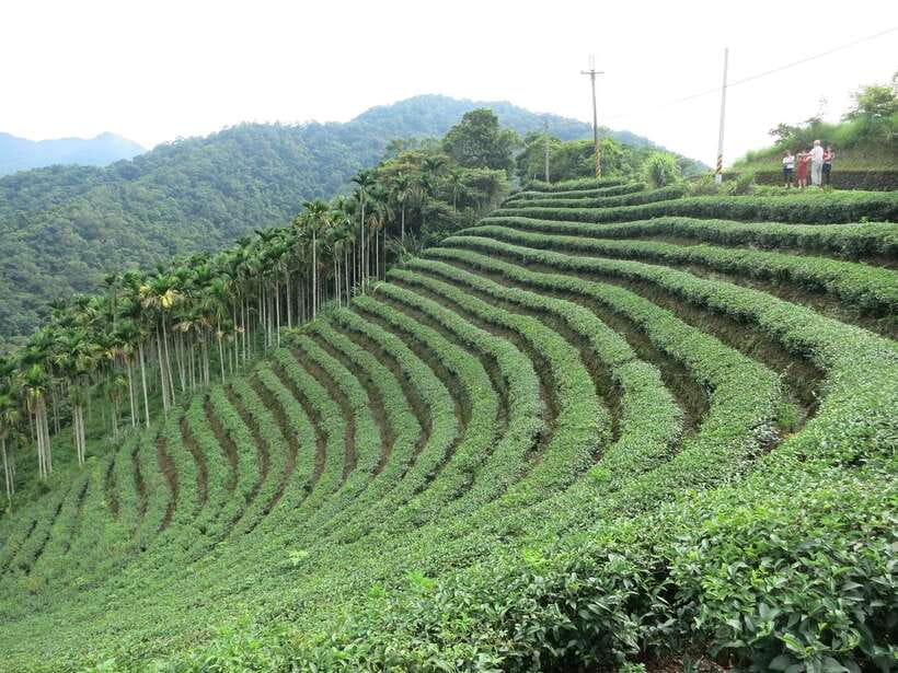 From Taipei: Thousand Island Lake and Pinglin Tea Plantation - How the five-hour schedule feels