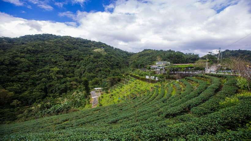 From Taipei: Thousand-Island Lake & Tea Museum Private Tour - Pinglin Tea Museum makes the tasting easier to understand