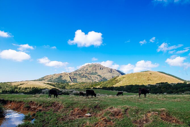 Full-day Tour in Yangmingshan & Beitou from Taipei (Small Group) - From Taipei Main Station to the Yangmingshan hills