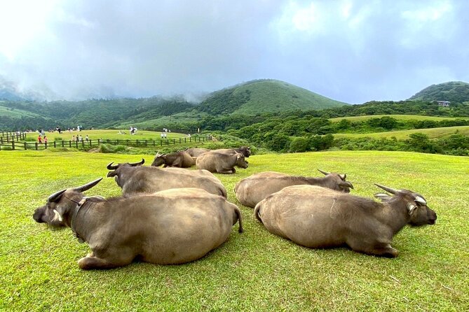 Full-day Tour in Yangmingshan & Beitou from Taipei (Small Group) - Guide quality can shape the whole day