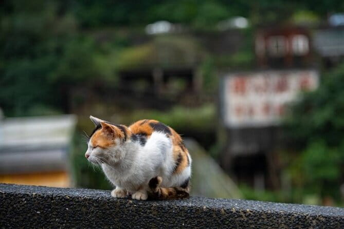 Jiufen, Shifen and Houtong Cat Village Private Tour - Key points to know before you book