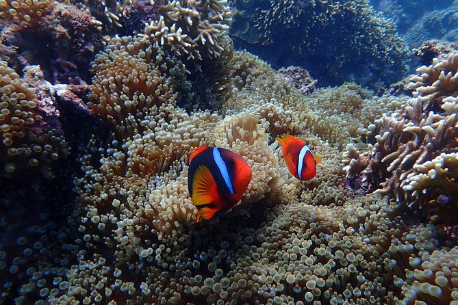 Kenting, Taiwan｜Snorkeling Free underwater photography One-on-one with instructor｜Taiwan Diving Snorkeling - What the 30 to 40 minutes underwater feels like