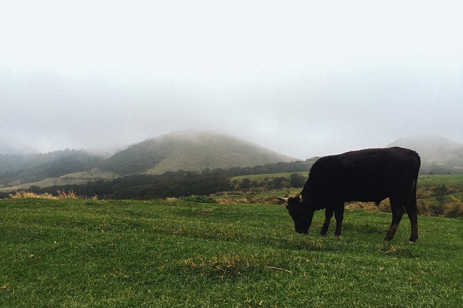 One Day Hike around Taipei's Yangmingshan National Park - Key points to know before you book