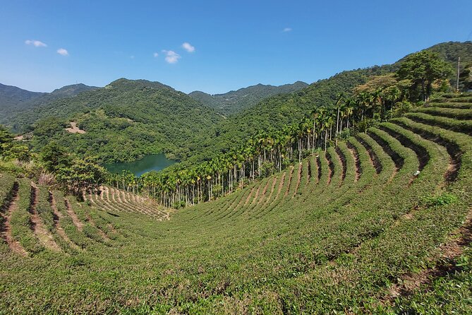 Pinglin Tea Culture & Maokong Day Tour from Taipei - Why this day trip works beyond central Taipei