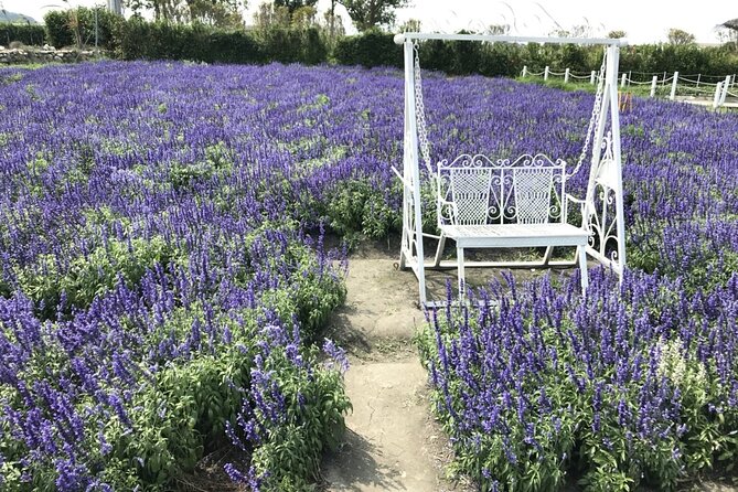 Private Taichung Instagram Day Tour from Taipei - Starting with six hectares of flowers at Chung-she