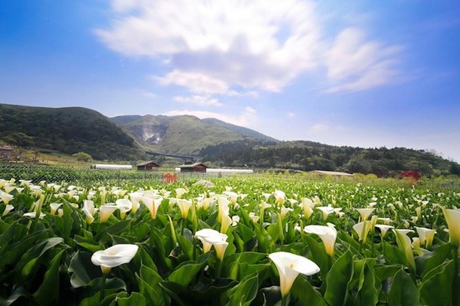 Private Yangmingshan & Beitou Tour from Taipei with Pickup - Qingtiangang Grassland gives the day room to breathe