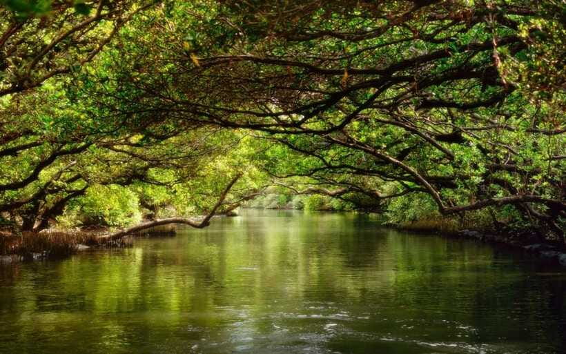 Tainan: Sicao Green Tunnel Scenic Boat Ride - The guide and the language issue