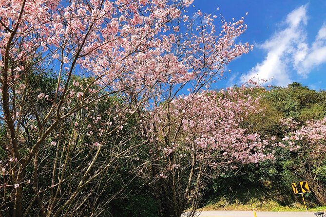 Taipei Cherry Blossom Day Tour to Yangmingshan and Tamsui - Yangmingshan: Taipei’s mountain flower break