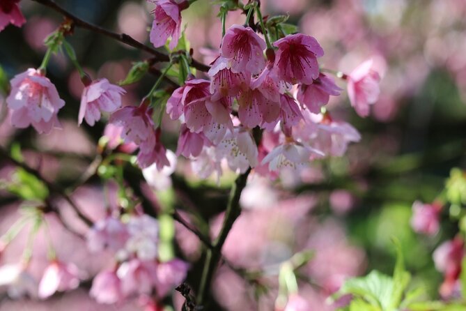Taipei Cherry Blossom Day Tour to Yangmingshan and Tamsui - Tian Yuan Temple and the day’s most dreamlike flowers