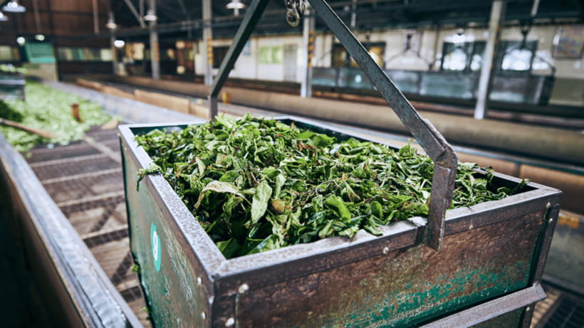 Taipei: Daxi Old Street and Tea Factory, Xiaowulai Day Tour - The glass floor at Xiaowulai Skywalk