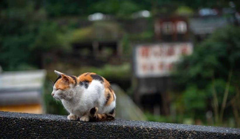 Taipei: Jiufen,Shifen & Houtong Cat Village Private Day Tour - Shifen Waterfall starts the day with a natural break
