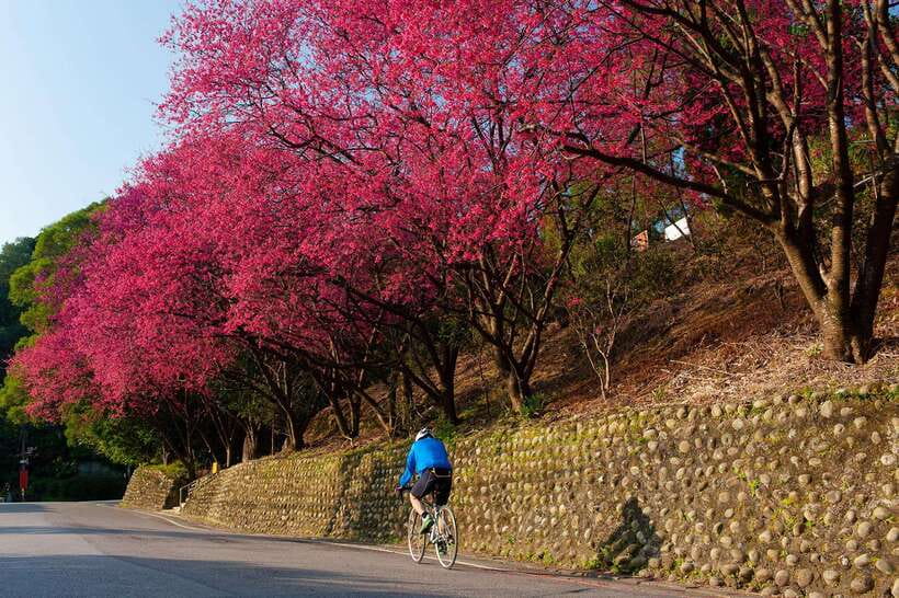 Taipei: Maokong Tea & Shenkeng Tofu Private Day Tour - From Taipei streets to Maokong’s tea hills