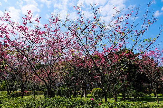 Taipei Timeout: Private 8-Hour Layover Adventures - Taoyuan pickup: the first 50 minutes matter