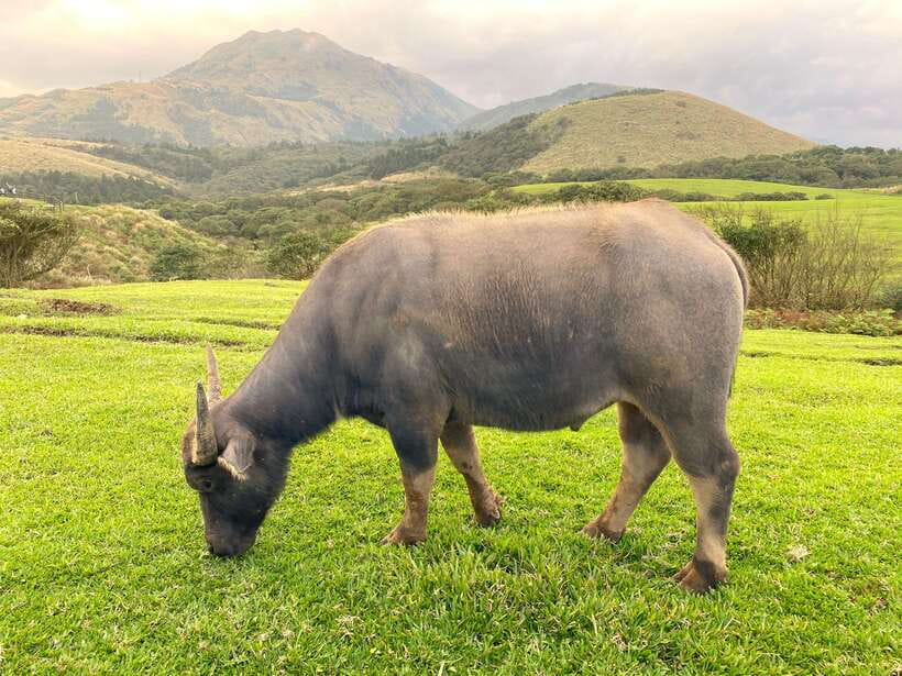 Taipei: Yangmingshan & Beitou Full-Day Tour - Why this Taipei day trip works