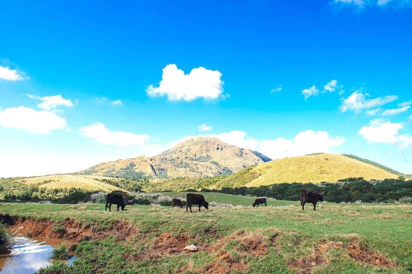 Taipei: Yangmingshan & Beitou Full-Day Tour - Flowers, grasslands, and the Yangmingshan Flower Clock