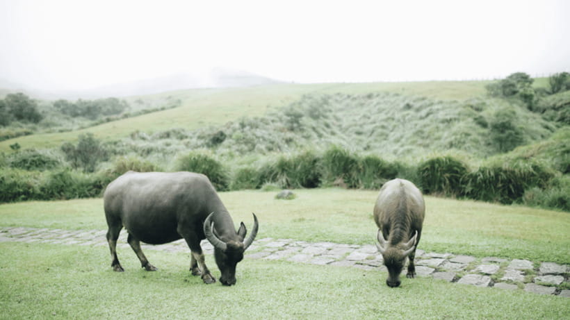 Taipei: Yangmingshan National Park Half-Day Tour - Who should book this Yangmingshan tour?