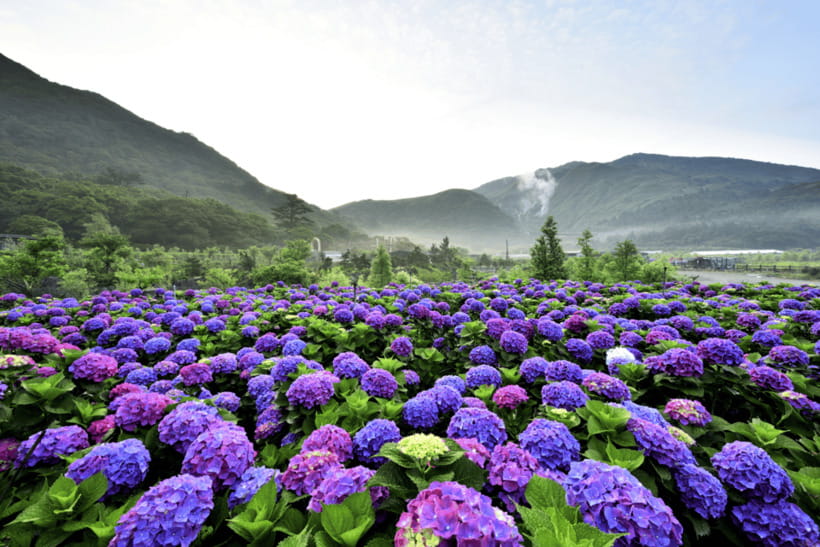 Taipei: Yangmingshan, Shifen, Jiufen & Yehliu Private Tour - The guide can make or break a packed day