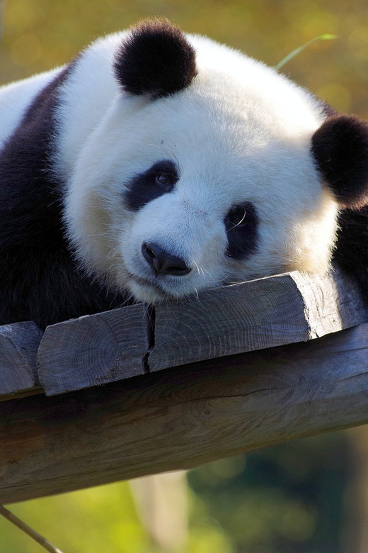 Taipei: Zoo Entrance Ticket - Why this Taipei pairing works so well