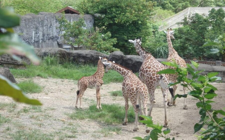 Taipei: Zoo Entrance Ticket - Who will enjoy this most?