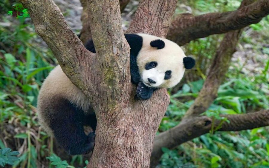 Taipei: Zoo Entrance Ticket - Booking advice and cancellation flexibility