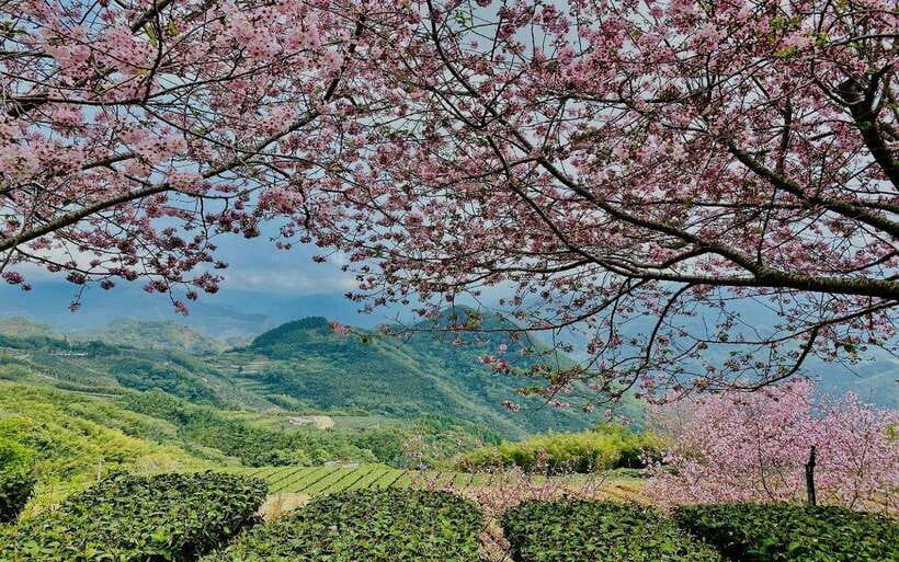 Taiwan: Alishan National Forest Recreation Area E-ticket - Key details worth knowing