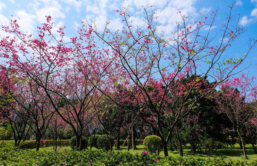 Taiwan Taipei: 8-Hour Customized Taipei City Exploration! - Taipei 101 and the city from above