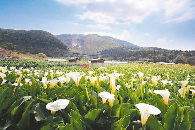 Taiwan TST : Private Tour Taipei, Yangmingshan, Beitou, Tamsui - Qingtiangang Grassland: Yangmingshan’s open view
