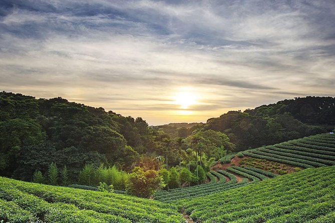 Tea of Taipei: Small-Group Tour with Taipei City Sightseeing - What Makes This Tea Tour Worth Your Time