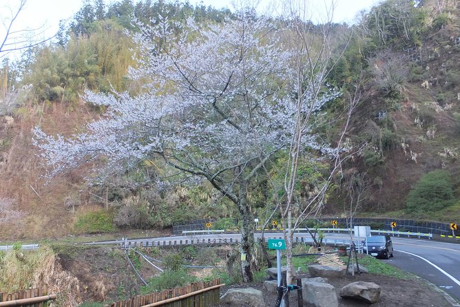Two-day Sun Moon Lake & Alishan Forest Park Tour Package - The driver-guide question deserves attention